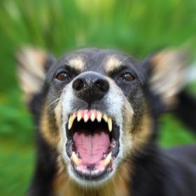 Dog Bites
